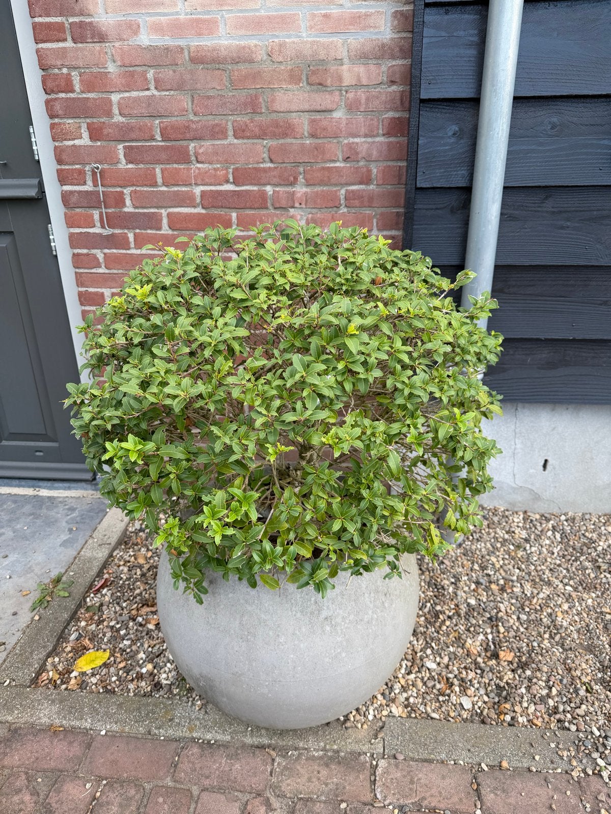 Grote plant in ronde betonnen pot, Tuin en Terras, Kunststof, Gebruikt, Minder dan 60 cm, Rond