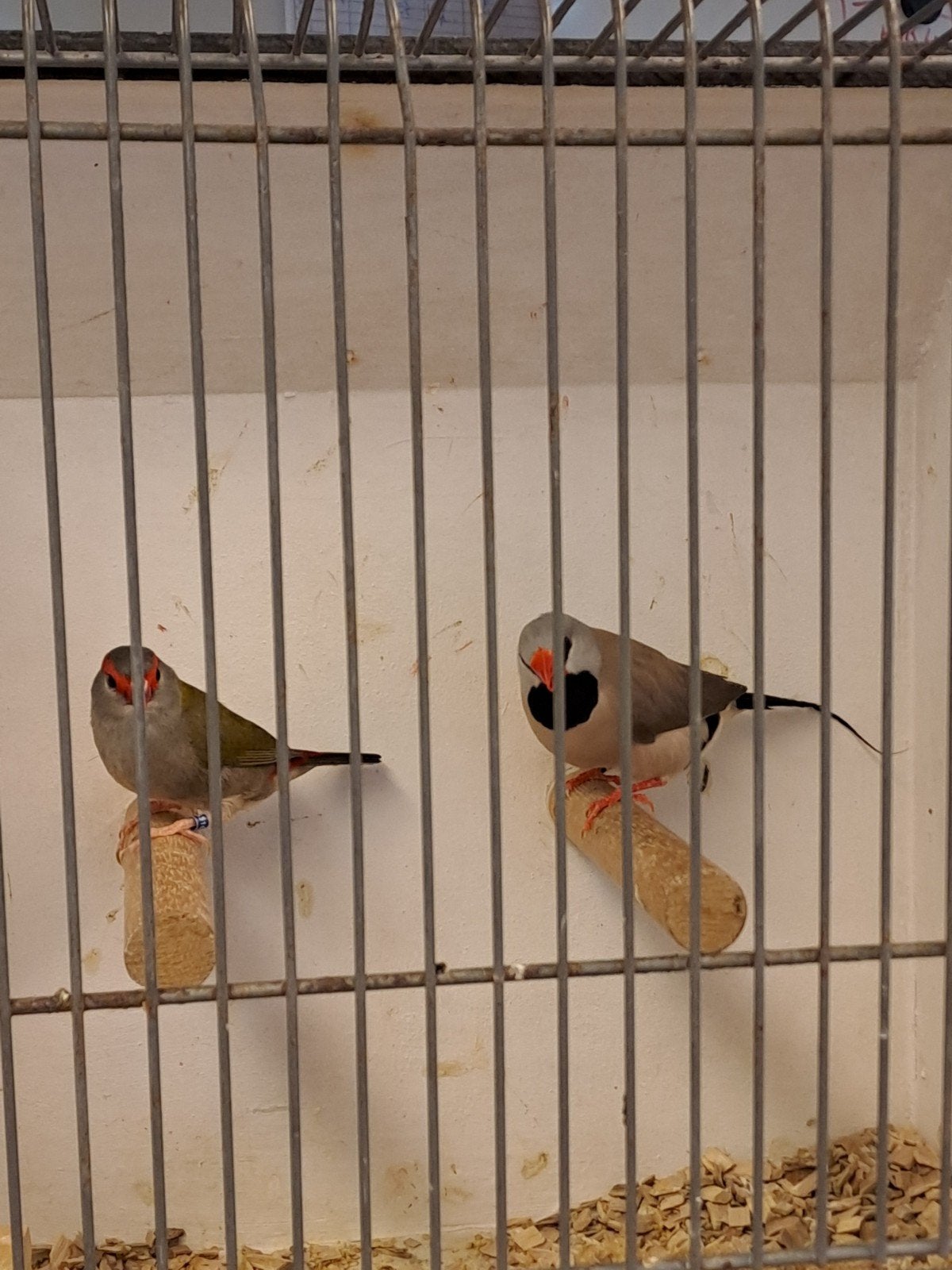 Dornastrilde en spitstaart, Dieren en Toebehoren, Vogels | Overige Vogels, Mannelijk, Geringd