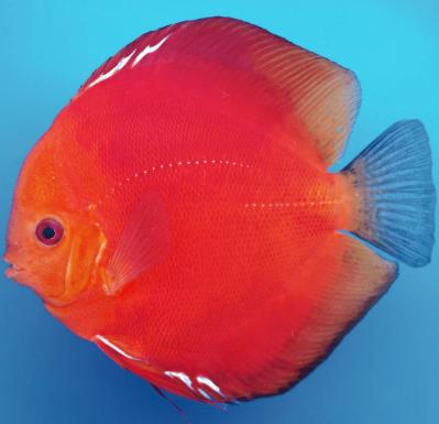 Prachtige Super Red Diamond Discus – ca. 7,5 cm - Koidreams, Dieren en Toebehoren, Vis, Zoetwatervis