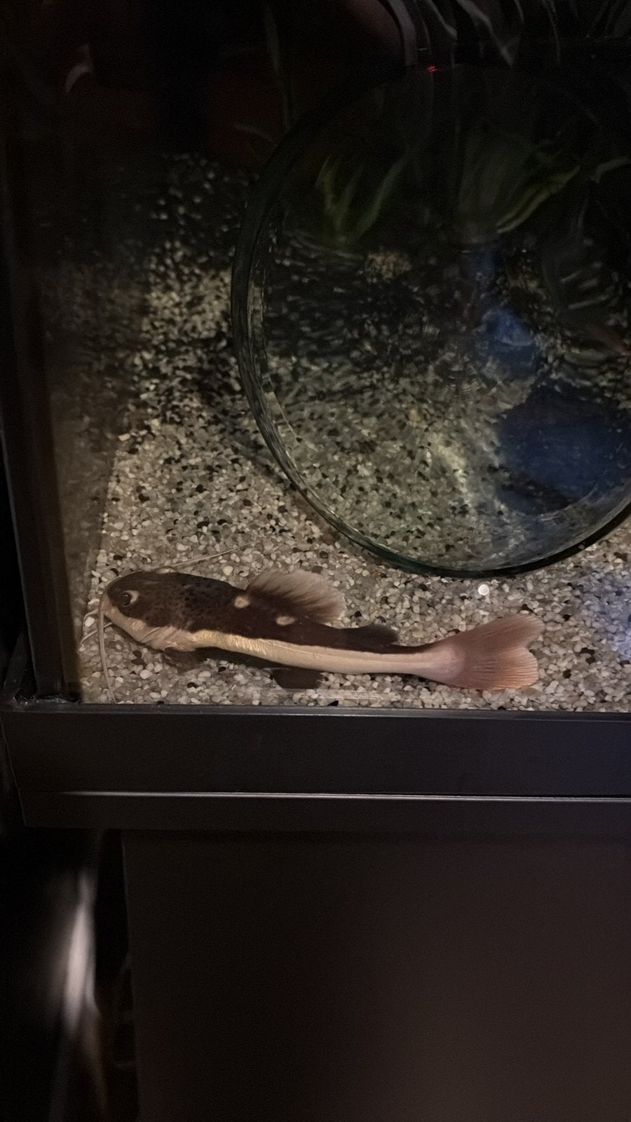Baby roodstaart meerval, Ophalen, Zo goed als nieuw