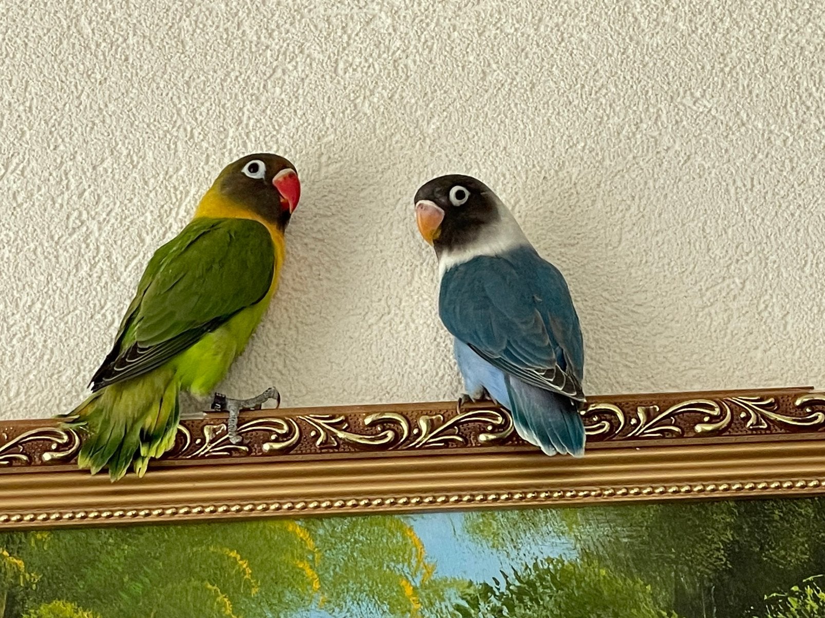 Prachtige en Lieve Agapornis Dwergpapegaai Lovebird Handtam, Dieren en Toebehoren, Vogels | Parkieten en Papegaaien, Meerdere dieren