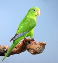 Gezocht! Citroenparkiet, Dieren en Toebehoren, Vogels | Parkieten en Papegaaien, Vrouwelijk, Parkiet