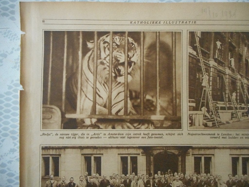 Artis. Tijger Radja. 1925., Verzamelen, Ophalen of Verzenden, 1920 tot 1940, Nederland, Knipsel(s)