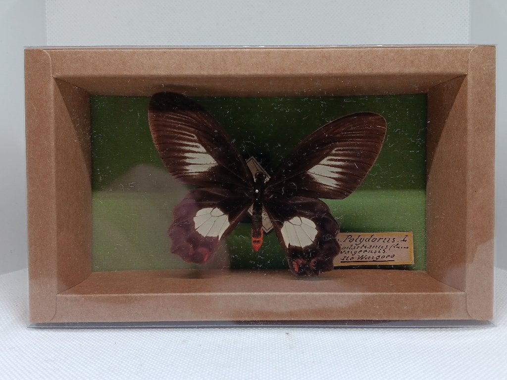 Vlinder in Kijkdoos (Pachliopta polydorus waigeuensis), Ophalen of Verzenden, Gebruikt, Insect, Opgezet dier