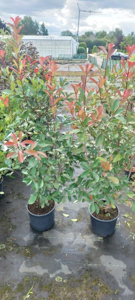 glansmispel (photinia red robin), Vaste plant, Bloeit niet, Halfschaduw, Ophalen