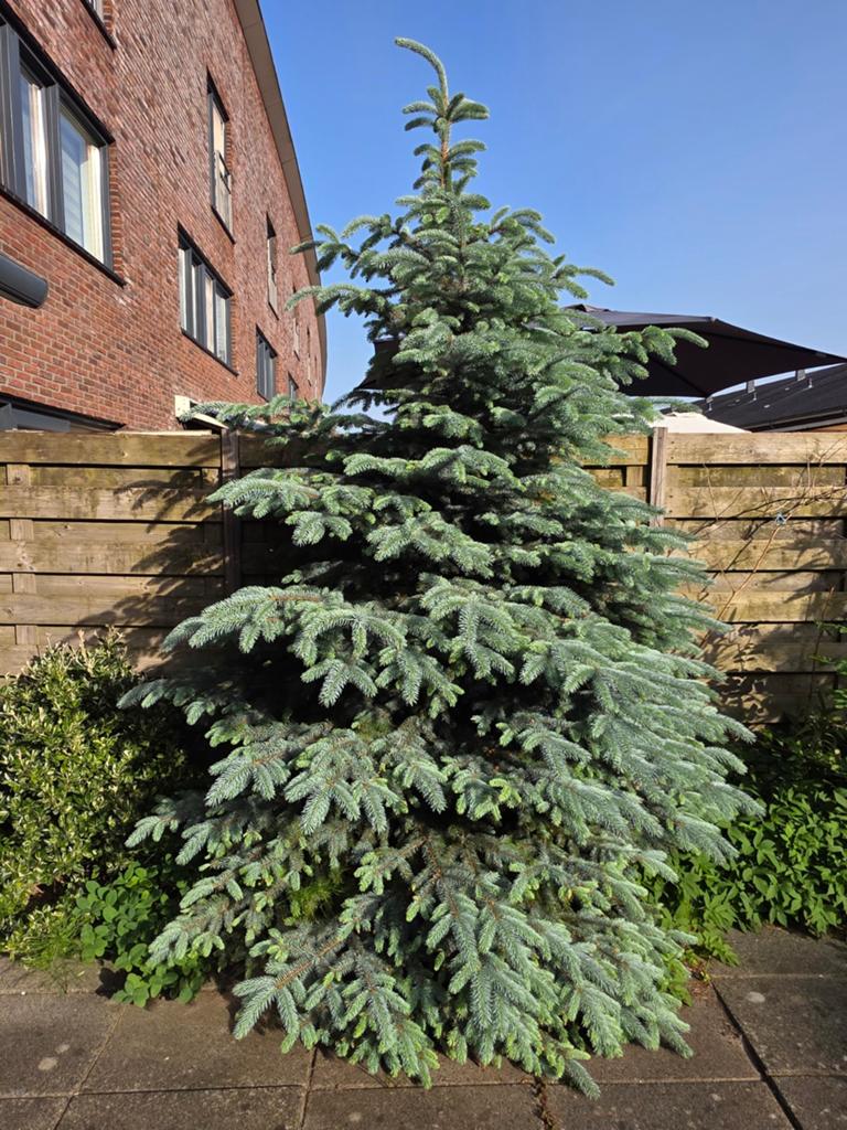 Blauwe spar blauwspar, Tuin en Terras, Bloeit niet, Overige soorten, 250 tot 400 cm, Ophalen