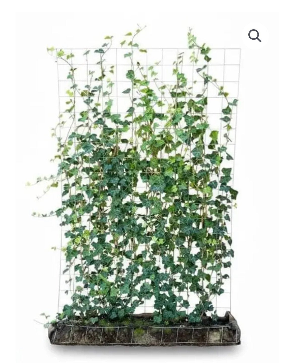 GOEDKOPE kant-en-klaar hagen hedera klimop, Ophalen of Verzenden, Overige soorten, 100 tot 250 cm