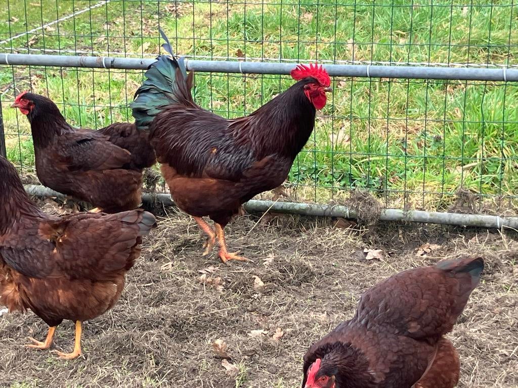 Broedeieren Red Island kippen, Dieren en Toebehoren, Pluimvee, Geslacht onbekend, Kip