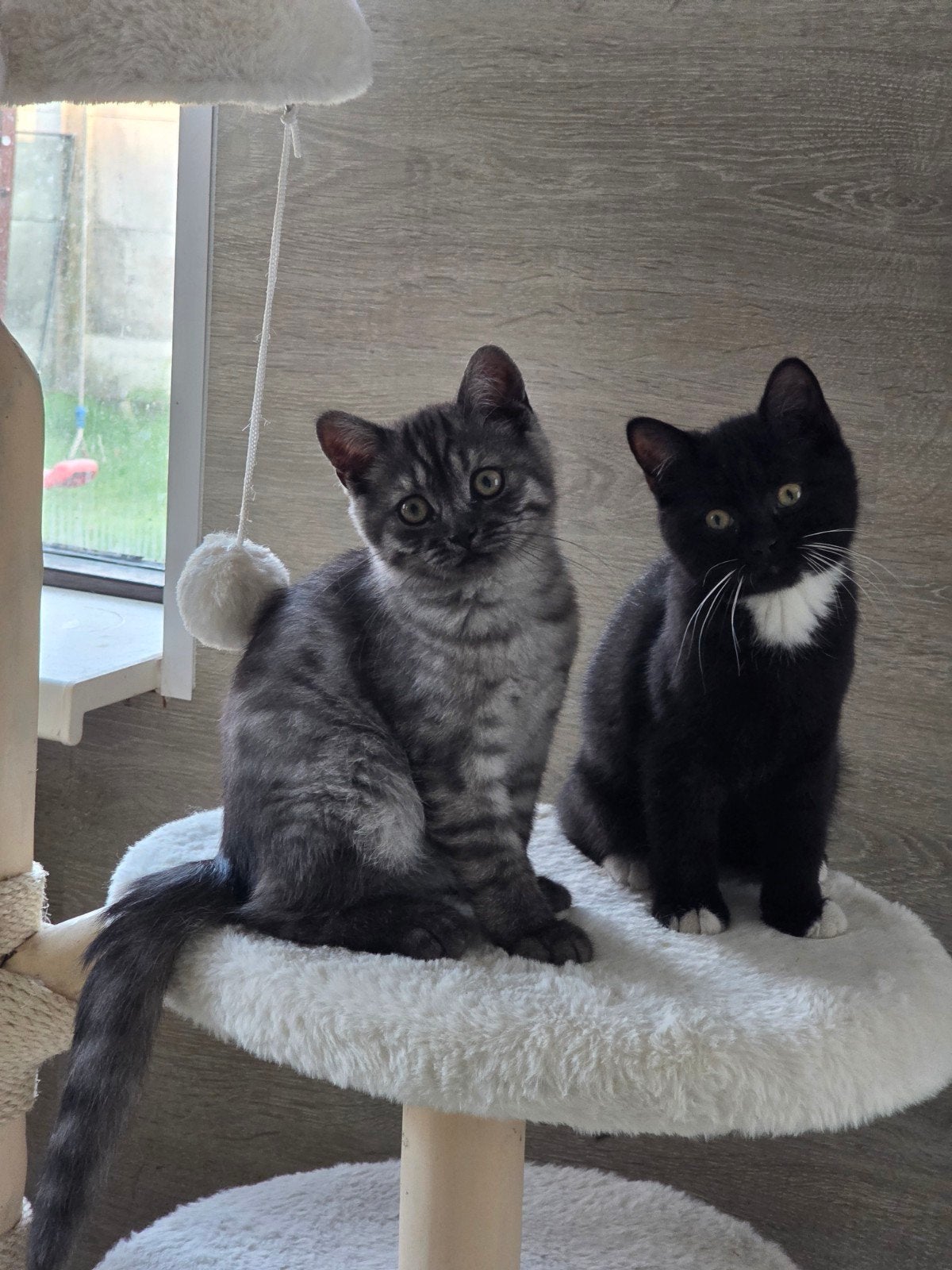 100% Raszuivere Brits Korthaar kittens – laatste 2 katers ui, Dieren en Toebehoren, Meerdere dieren