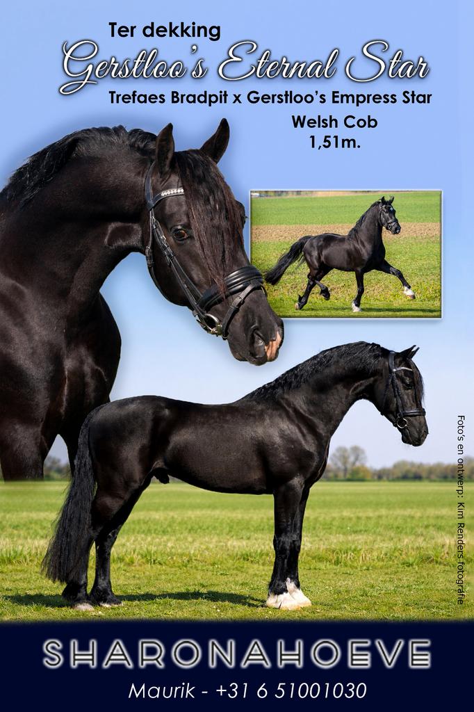 Welsh cob hengst ter dekking, Hengst