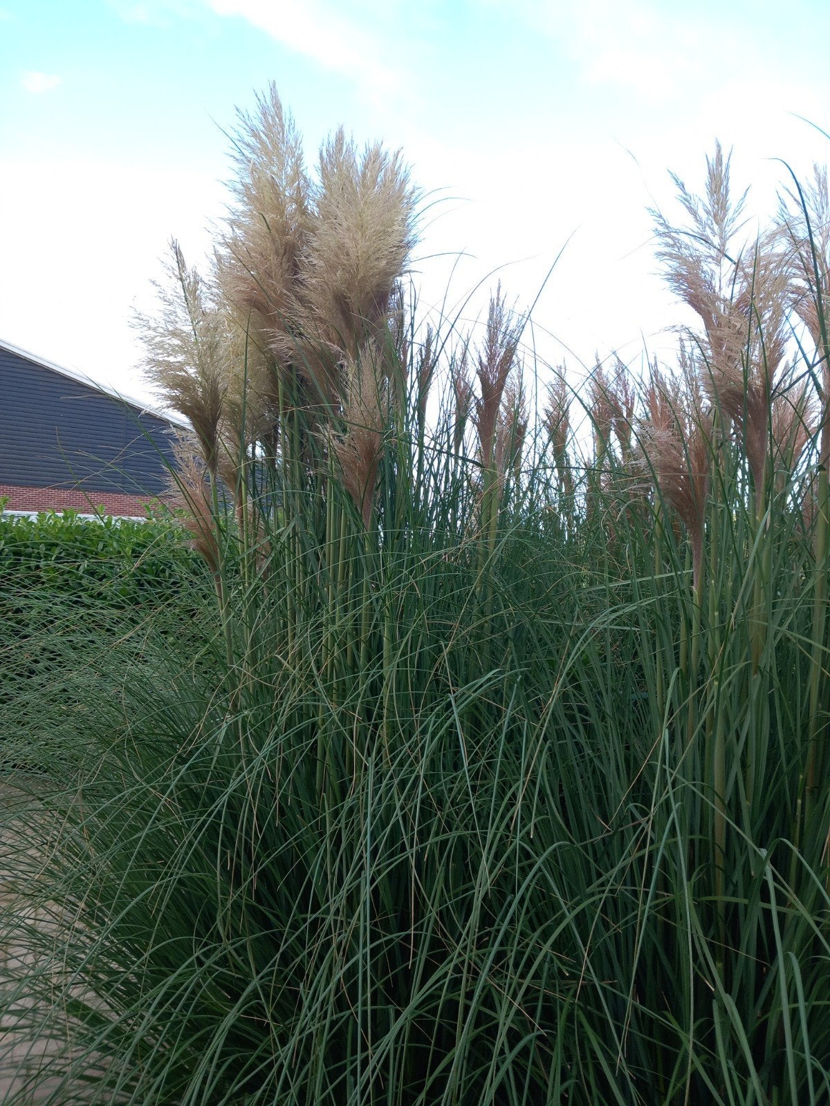 pampas pluimen, Tuin en Terras, Planten | Tuinplanten, Ophalen, Overige soorten, Volle zon