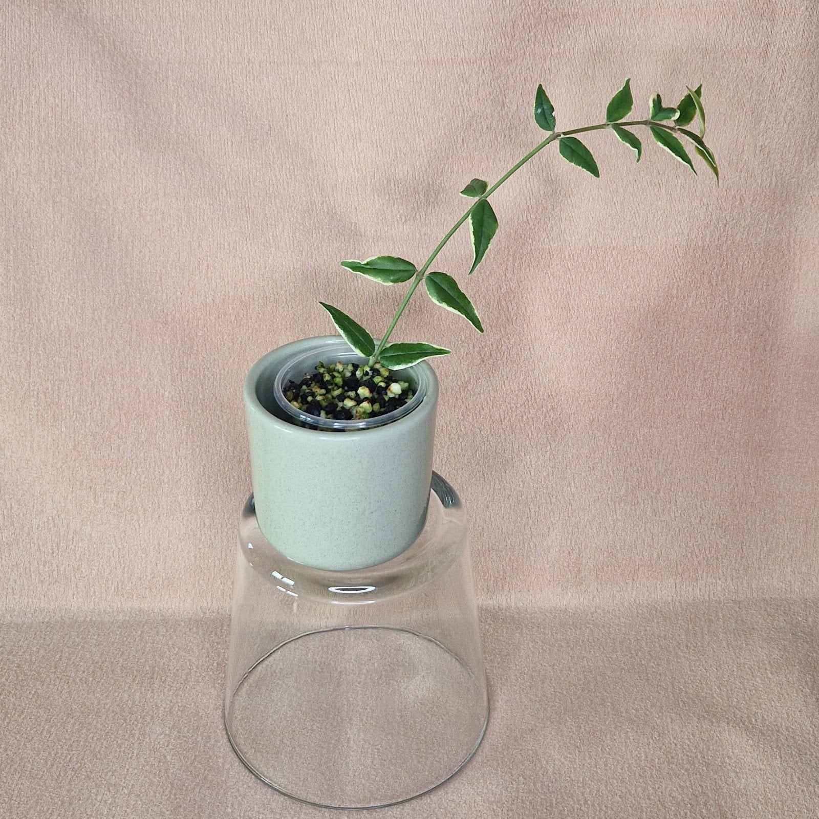 Hoya Bella Albo 3, Huis en Inrichting, Verzenden, Overige soorten, Halfschaduw, Minder dan 100 cm