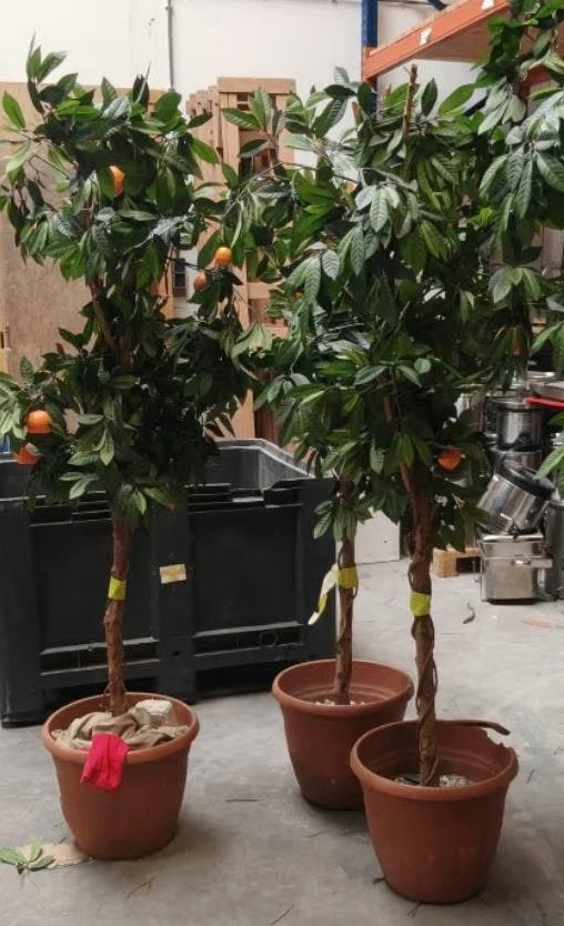 Sinaasappel kunst bomen (nog 3), Kunststof, Met pot of vaas, Ophalen, 180 cm