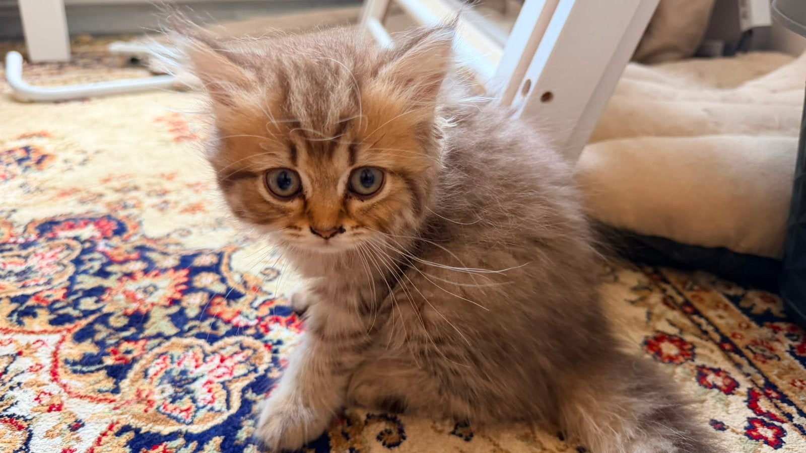 Britse Langhaar Poesje te koop, Poes, Ontwormd