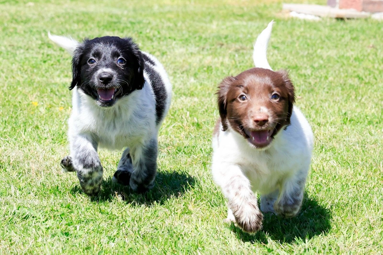🐾 Misschien wacht jouw nieuwe beste vriend hier wel op je.., Parvo, Nederland, 8 tot 15 weken, Meerdere