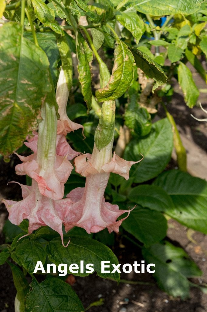 Brugmansia stekken, Overige soorten, Volle zon, Eenjarig, Ophalen of Verzenden