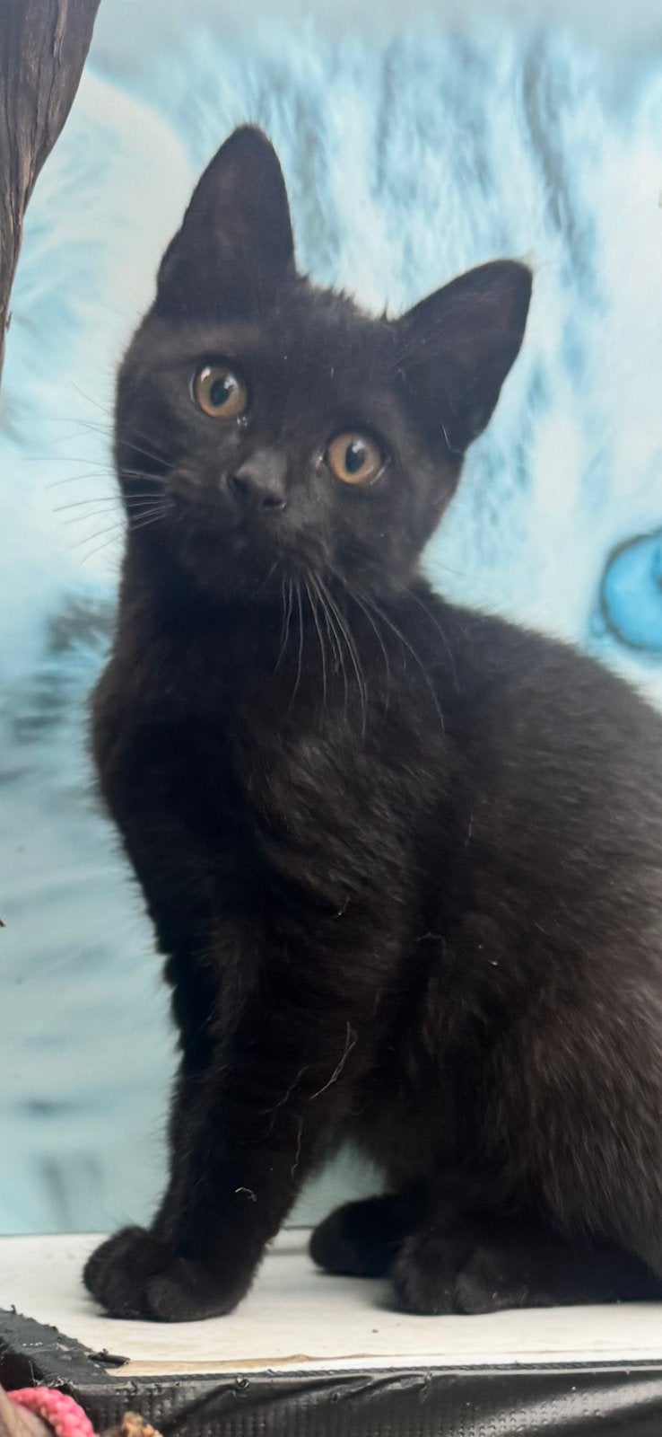 Brits korthaar mix angora, Dieren en Toebehoren, Katten en Kittens | Dekkaters