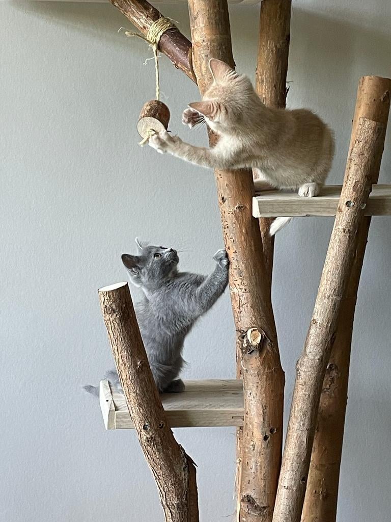 Krabpaal Model Koko, Dieren en Toebehoren, Ophalen, Nieuw, Kommiezenlaan 19, Krabpaal