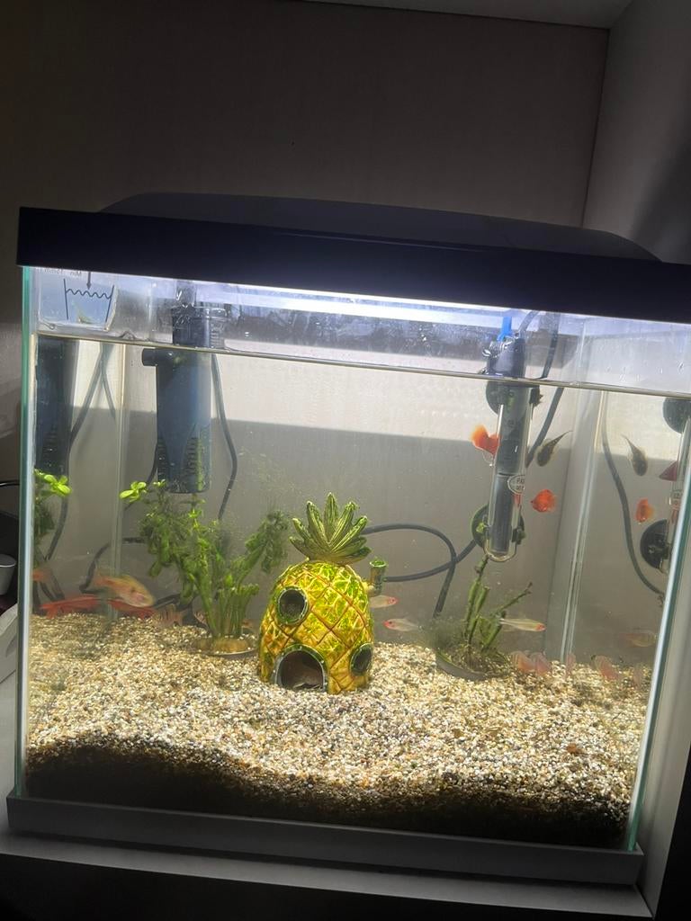 Aquarium 30liter, Dieren en Toebehoren, Ophalen, Zo goed als nieuw, Gevuld zoetwateraquarium