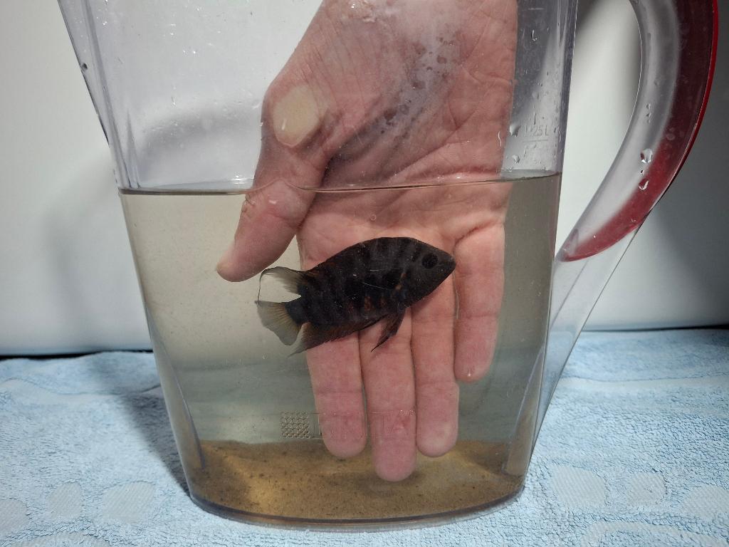 Zebra Cichlide, Vis, Zoetwatervis