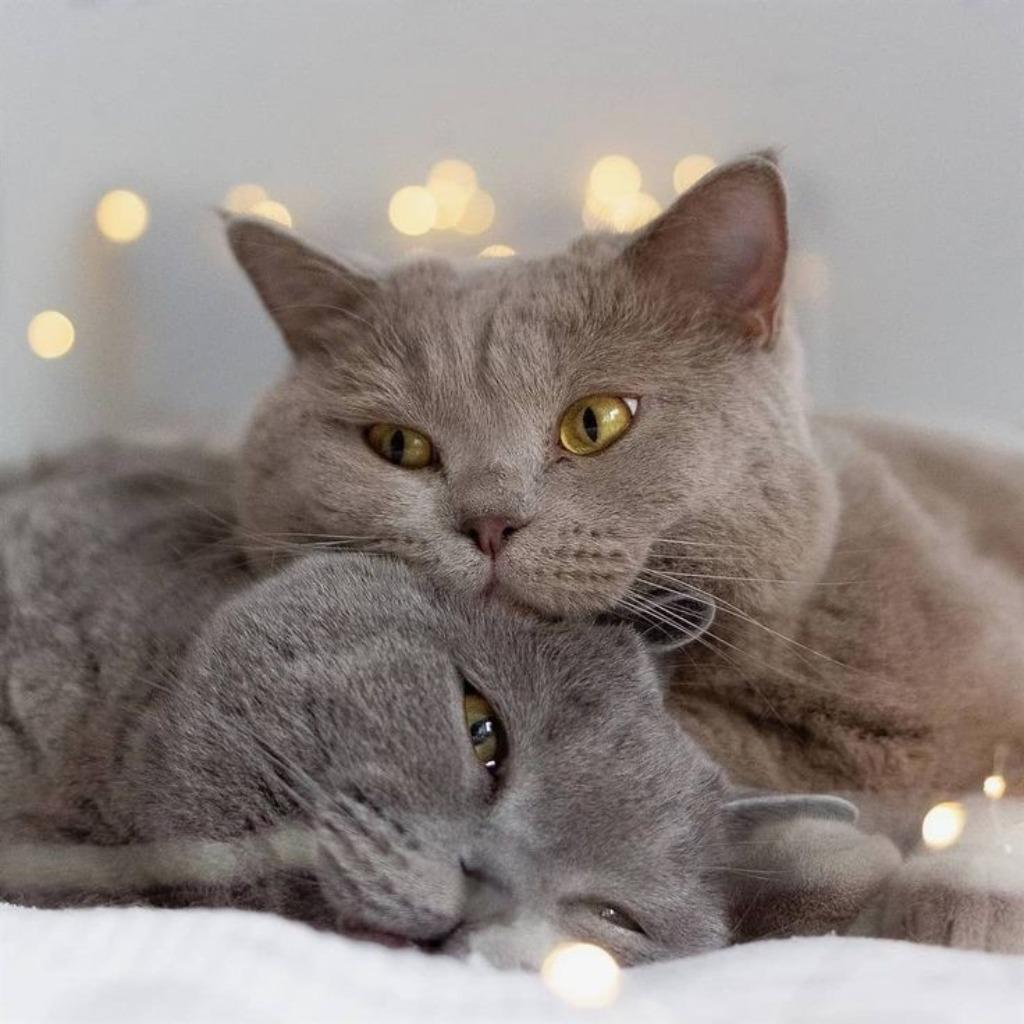 Katten oppas logeeradres / Cats holiday address  🐾, Dieren en Toebehoren, Katten en Kittens | Overige Katten, Meerdere dieren