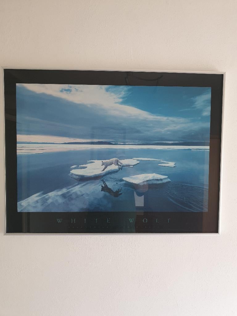 0513 white wolf on ice .. Ingelijste poster .. 81X61cm, Ophalen, Schilderij, Minder dan 50 cm
