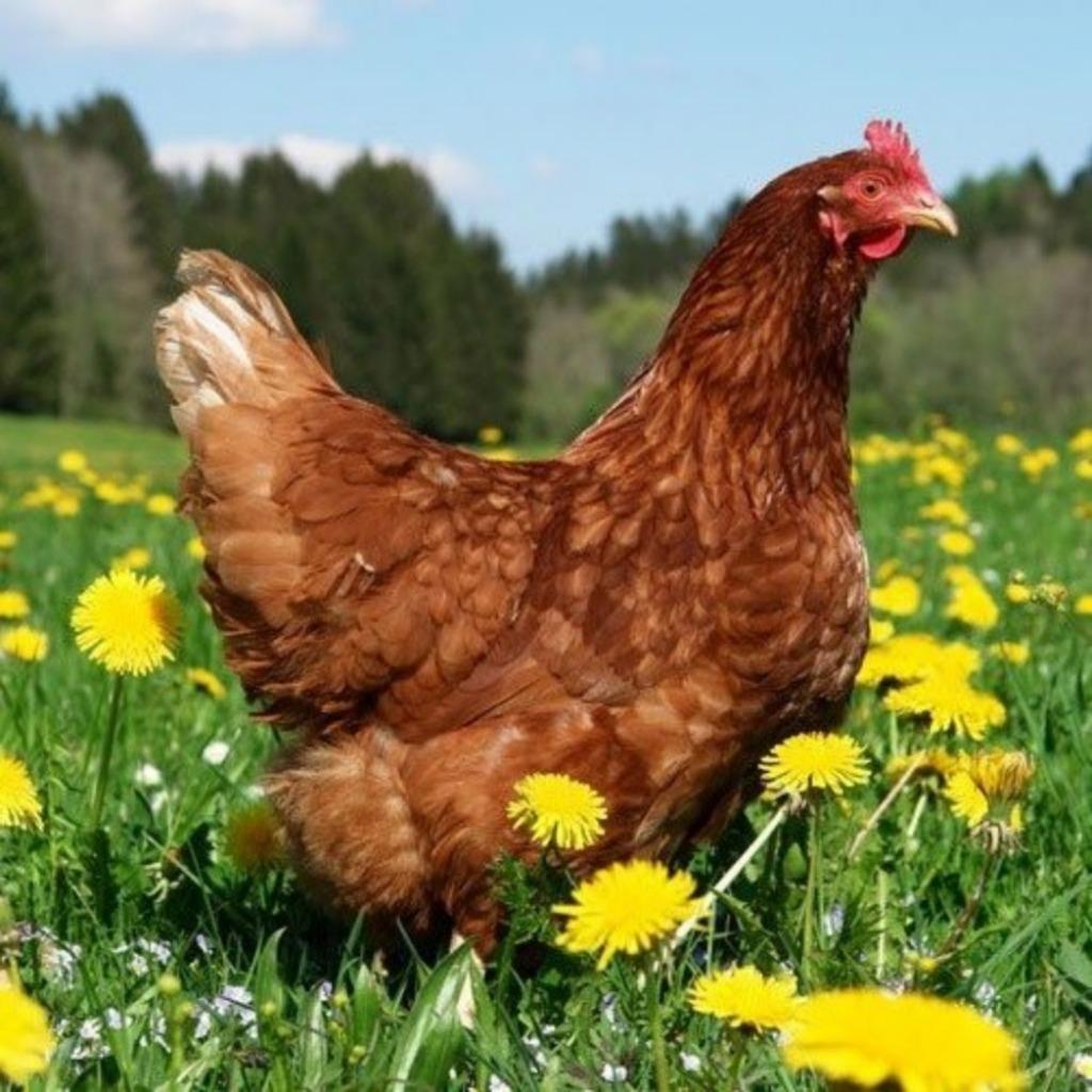 Te koop: Mooie jonge leghennen. Afhaaldatum: 30 mei 2026, Dieren en Toebehoren, Vrouwelijk, Kip