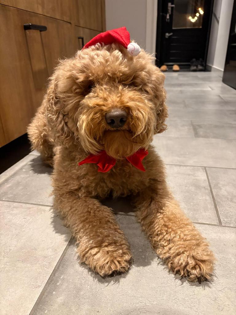 Australian Labradoodle DEKREU  Alf-1, Dieren en Toebehoren, Honden | Dekreuen, Reu, Parvo, Eén hond, 3 tot 5 jaar