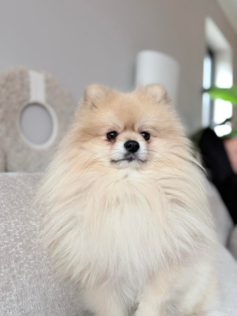 Pomeranian Dekreu Kindvriendelijk (NIET TE KOOP), Dieren en Toebehoren, Honden | Dekreuen, Reu, Particulier, Eén hond, Nederland