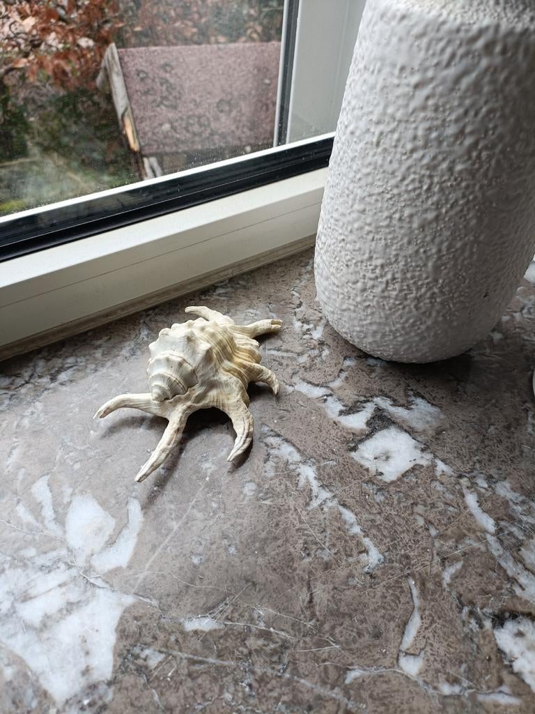 Lambis schelp, Verzamelen, Mineralen en Fossielen, Ophalen of Verzenden, Schelp(en)