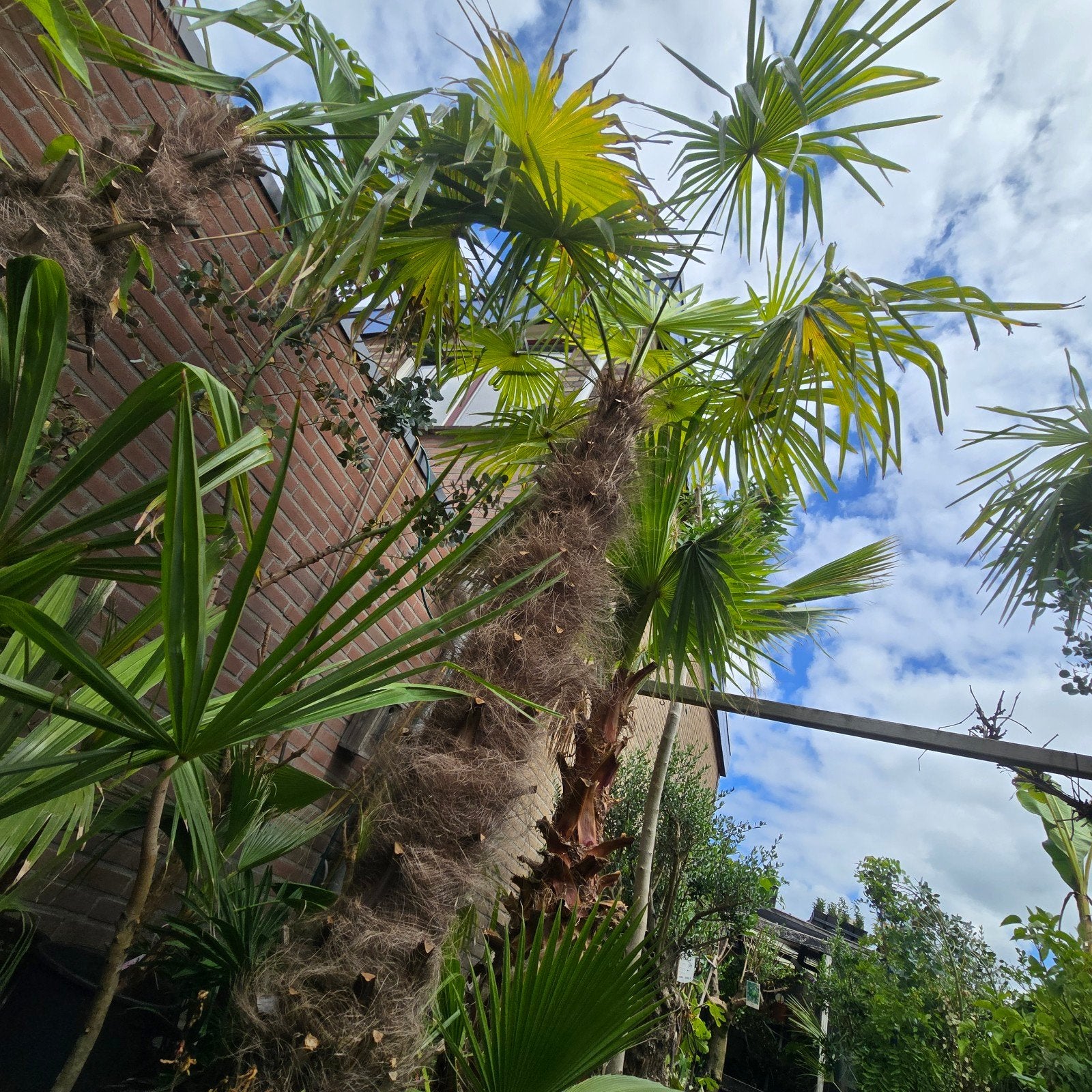 Trachycarpus fortunei palm   medere exemplaren, Ophalen, Gehele jaar, Halfschaduw