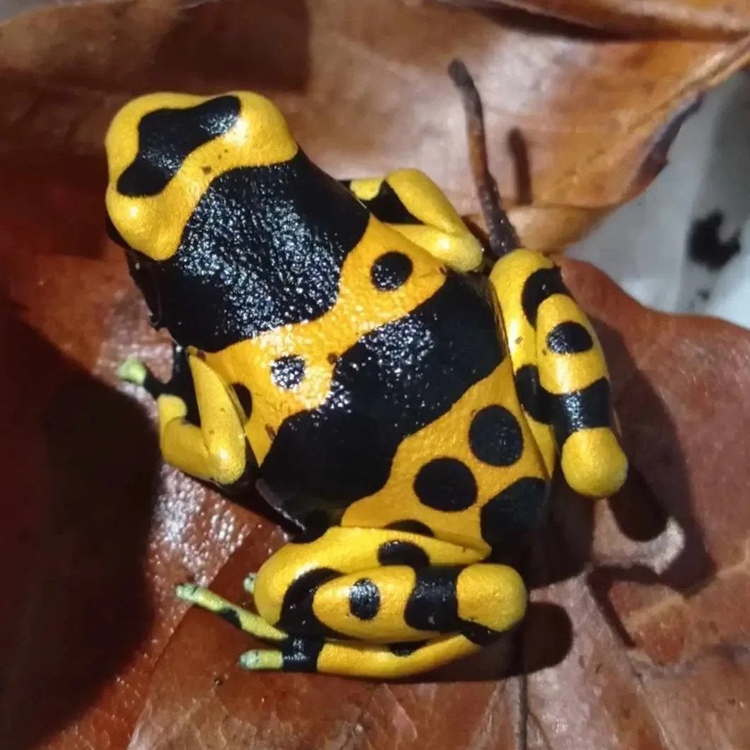 Dendrobates Leucomelas, Amfibie, 0 tot 2 jaar