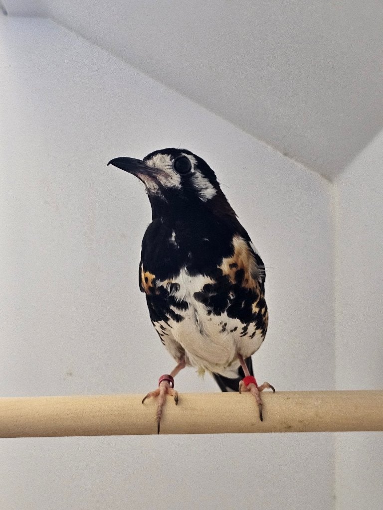 Kastanjeruglijster | Koppel zangvogels | Lijsters, Meerdere dieren, Wildzangvogel, Geringd