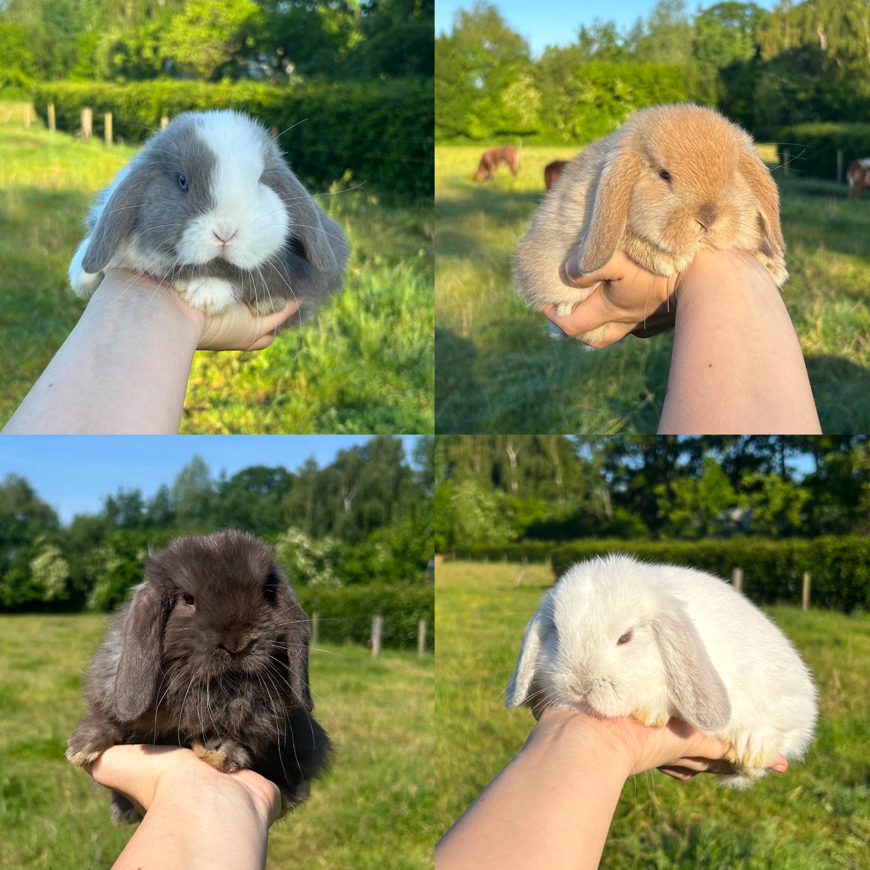 Lieve jonge konijntjes! NHD dwerg hangoor, Dieren en Toebehoren, Konijnen, Dwerg, Meerdere dieren, 0 tot 2 jaar, Hangoor