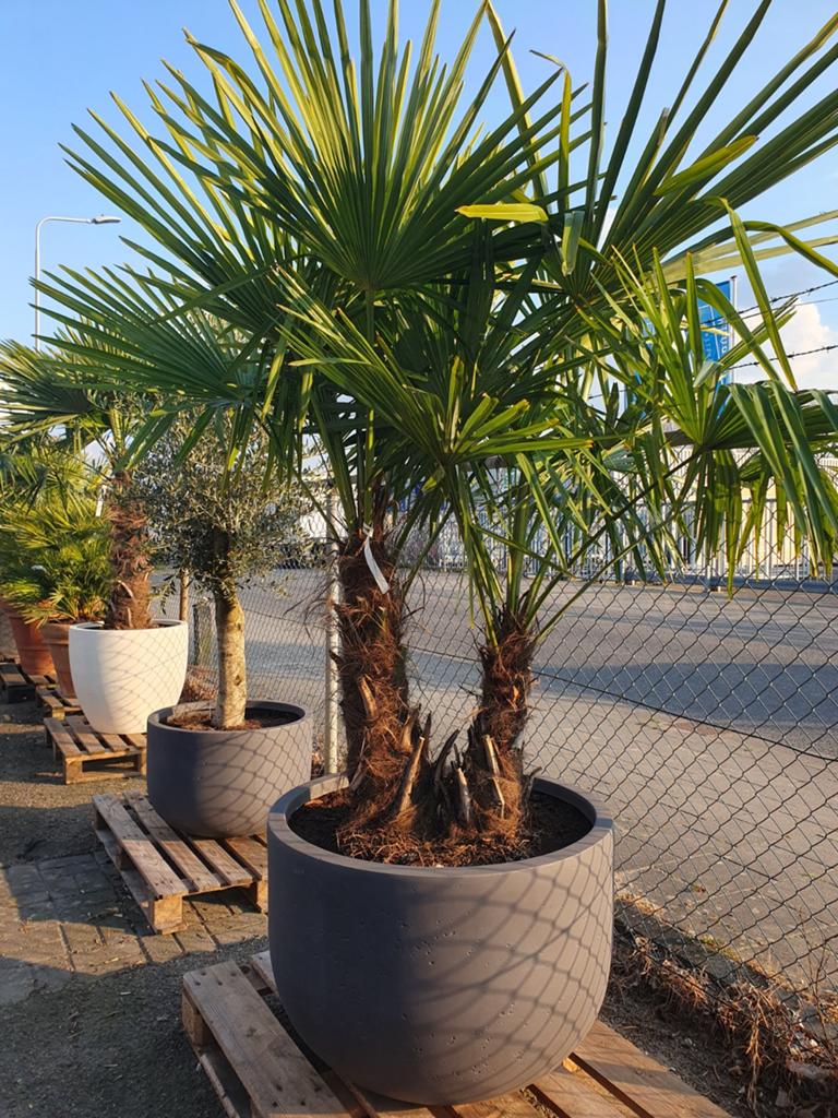 Dubbelstam palm, Tuin en Terras, Planten | Bomen, 100 tot 250 cm, Zomer, Palmboom, Ophalen
