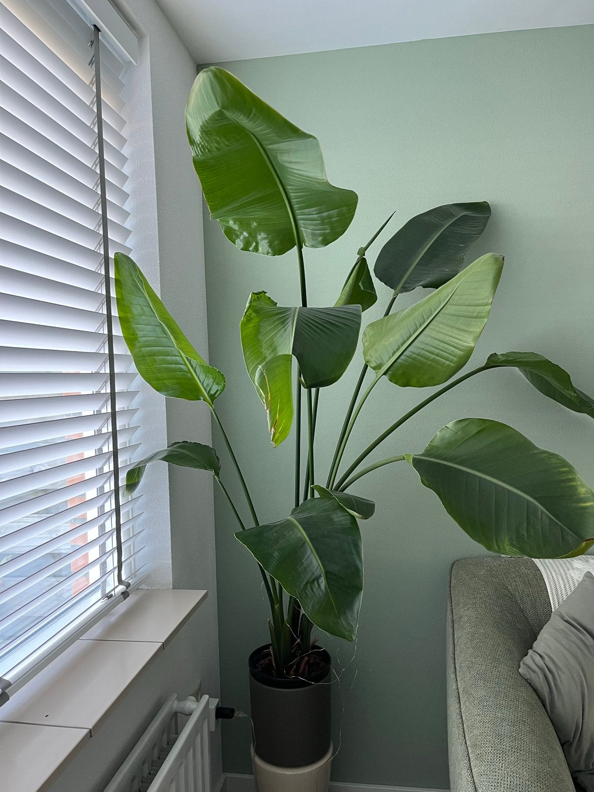 Prachtige kamerplanten te koop, Ophalen, 100 tot 150 cm, Overige soorten, Halfschaduw