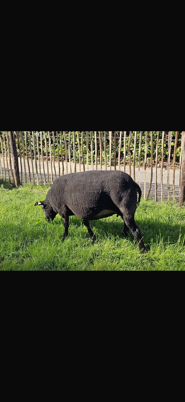Aangeboden paar mooie makke schapen, Dieren en Toebehoren, Vrouwelijk, Schaap, 3 tot 5 jaar