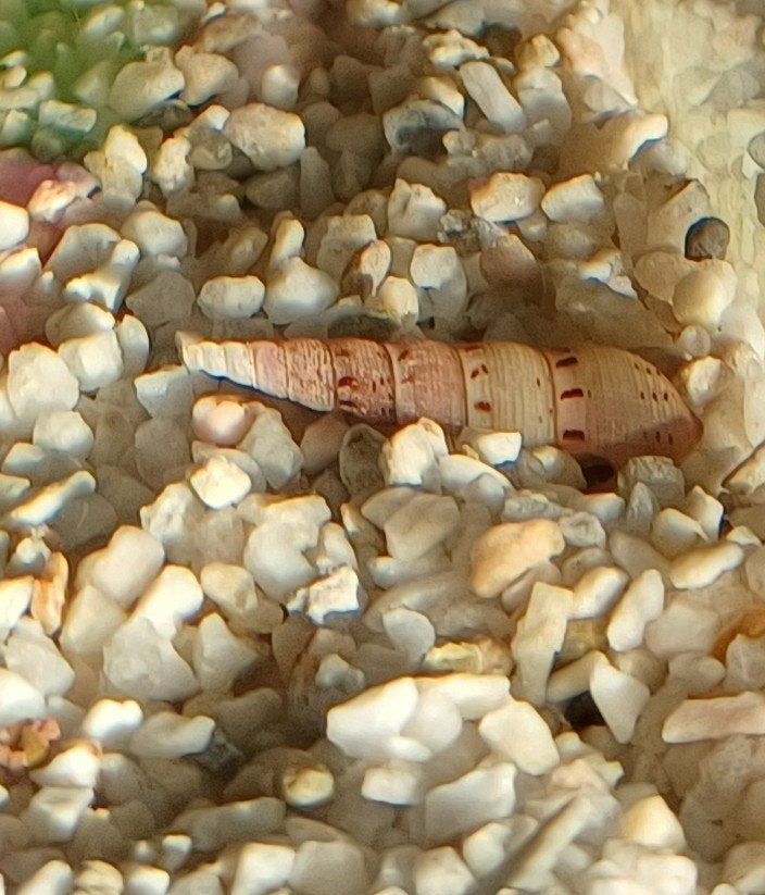 Torenslak, Dieren en Toebehoren, Vis