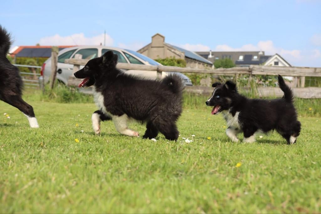 Prachtige Dutch laika pups.  Yakutian Laika, x Samojeed mix, Dieren en Toebehoren, Honden | Poolhonden, Keeshonden en Oertypen