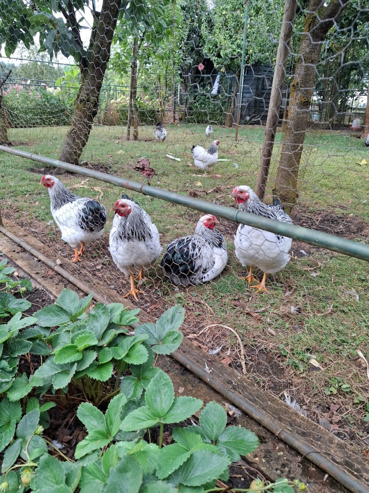 2 Jonge wyandotte kriel hanen, ruim 4 maanden oud, Dieren en Toebehoren, Mannelijk, Kip