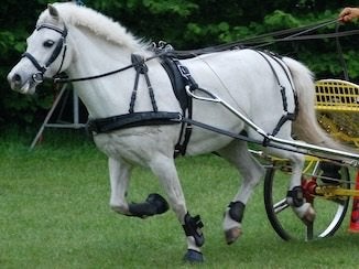 Ideal Marathontuig voor pony tot stokmaat 1.25m., Gebruikt, Overige disciplines, Mentuig, Pony