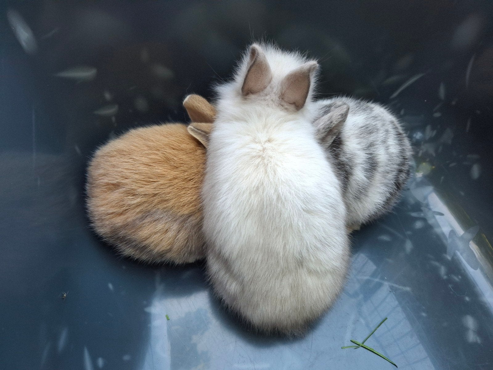 Super lieve mooie baby dwerg konijntjes- v.a. 14 juni weg, Dieren en Toebehoren, Konijnen, Meerdere dieren, Dwerg, 0 tot 2 jaar