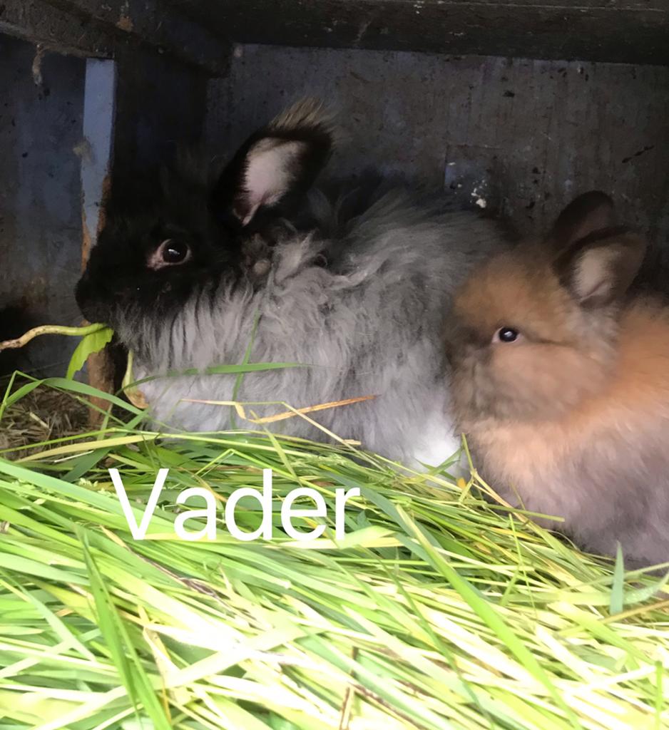 Angora konijn twee maan mannen