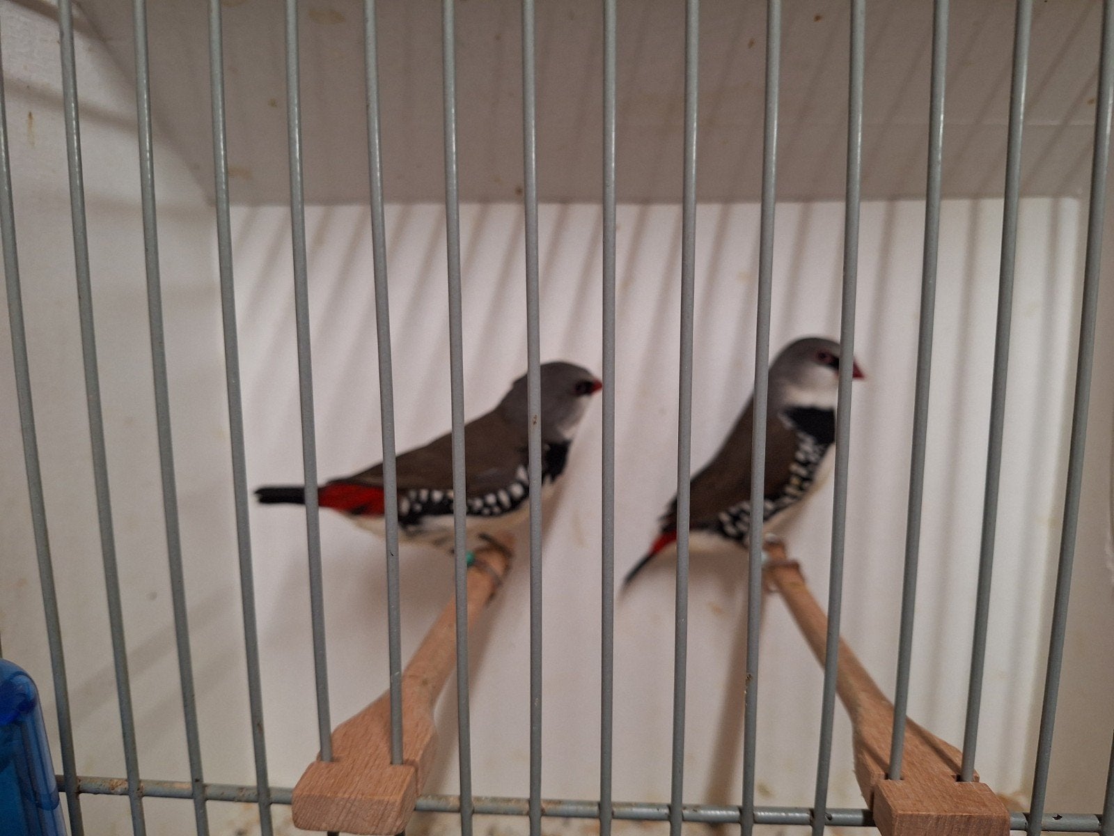 Diamant vinken, Meerdere dieren, Geringd