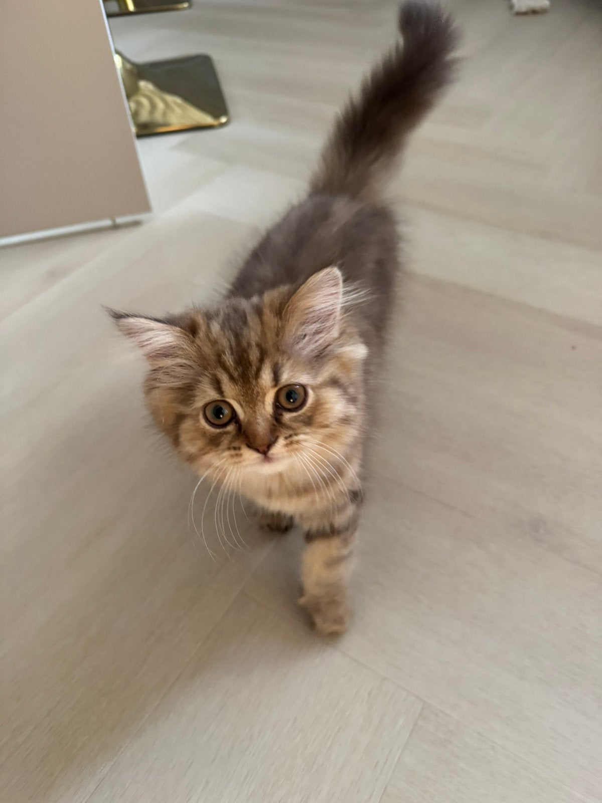 2 Brits Langhaar kittens cattery in Roermond, Meerdere dieren