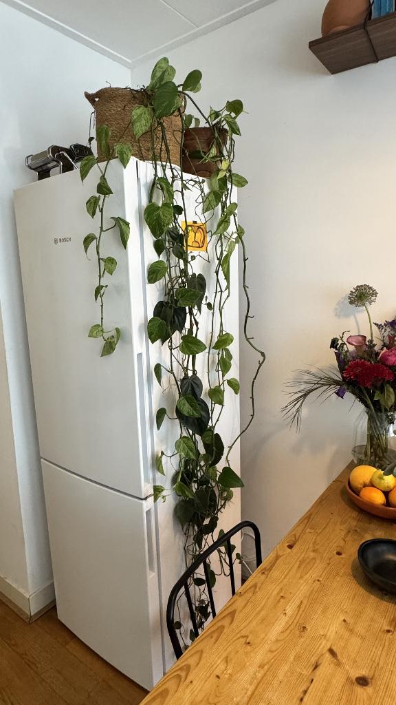 Bosch Fridge / Bosch Koelkast (KGE36AWCA), Witgoed en Apparatuur, Ophalen, 200 liter of meer, 60 cm of meer, 160 cm of meer