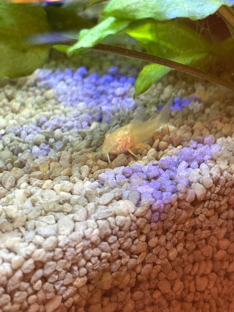 Corydoras albino, Dieren en Toebehoren, Vissen | Aquariumvissen, Vis, Zoetwatervis, Schoolvis