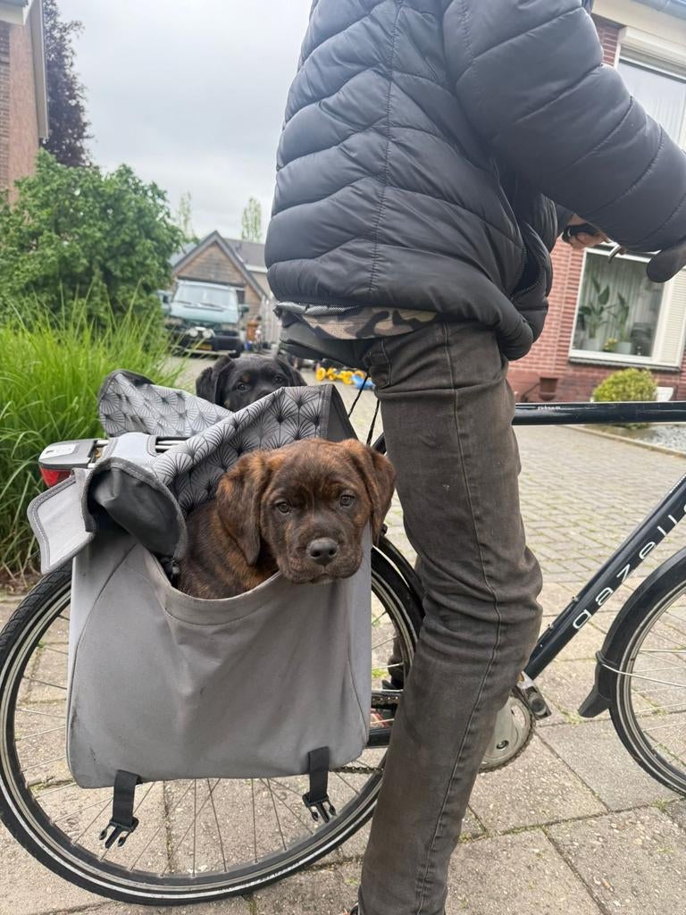 Kruising Rottweiler x Rottweiler-BullyXL, Dieren en Toebehoren, Honden | Niet-rashonden, Reu, 8 tot 15 weken, Meerdere, Nederland