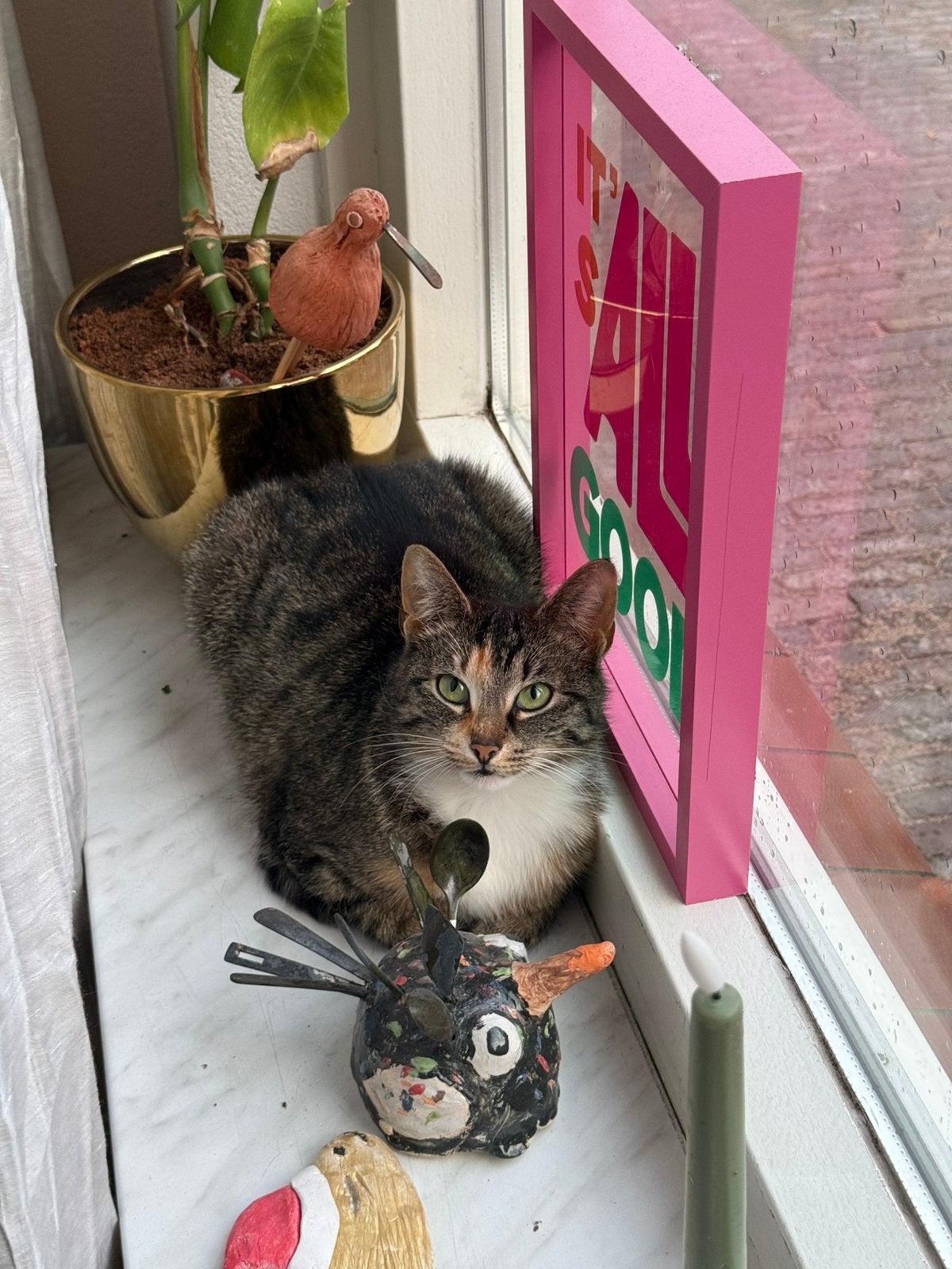 Wij zoeken een nieuw huis voor ons Kiki, Poes