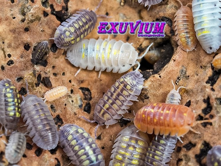 Armadillidium granulatum Lottery Ticket isopods pissebedden, Overige soorten